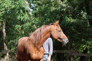 Dan und sein Hengst Murath