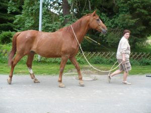 Führseil mit Ring, lang